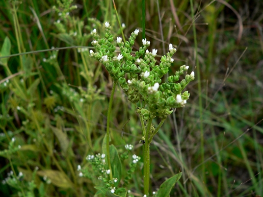 {Mitreola sessilifolia}